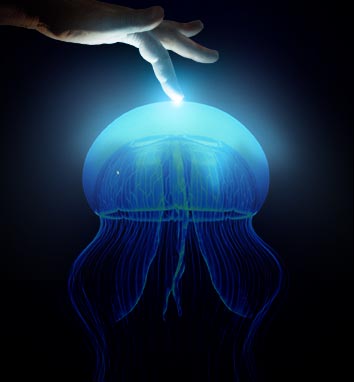 A jellyfish glows with bioluminescence as a hand touches it.
