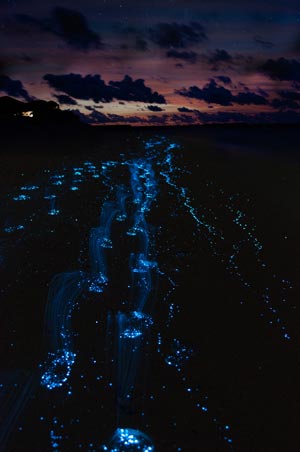 A ocean shore being lit up with bioluminescent life