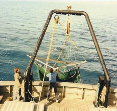 Searching for new and brighter bioluminescence marine life.
